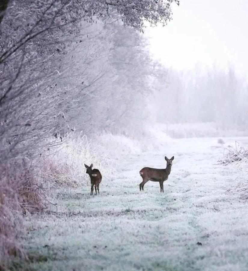 Prive In Een Bosrijke Omgeving Welkom Bij Gastenverblijf Het Ontsnapte Schaap In Jubbega Exterior foto