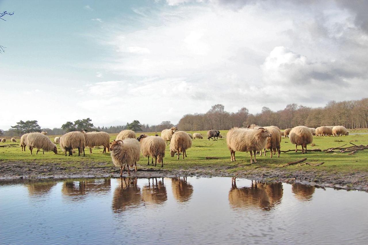 Prive In Een Bosrijke Omgeving Welkom Bij Gastenverblijf Het Ontsnapte Schaap In Jubbega Exterior foto